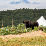 Highland cattle keeping watch at the 2016 Old Tone Roots Music Festival - photo © Tara Linhardt