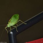 New fan for Goldwing Express at the 2016 Marshall Bluegrass Festival in Michigan - photo © Bill Warren