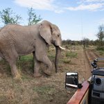Exploring the South African bush during the 2012 Banjo Safari - photo by Kevin Dooley