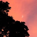 Bluegrass On The Grass (July 13, 2013) - photo by Frank Baker