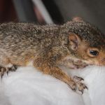 Baby chipmunk at the 2015 Delaware Valey Bluegrass Festival - photo by Frank Baker