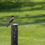 Gettysburg Bluegrass Festival (May 2015) - photo by Frank Baker