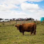 Highland cattle keeping watch at the 2016 Old Tone Roots Music Festival - photo © Tara Linhardt