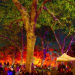 Beautiful trees at Old Settler's 2013 - photo © John Grubbs