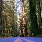 California Redwoods - photo by Russ Carson