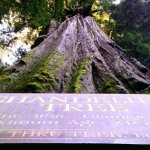 California Redwoods - photo by Russ Carson