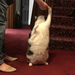 Tom Feller's giant cat at Buckaroo Studios (9/11/16)