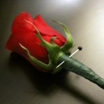 Red roses were provided for the mourners at George Shuffler's funeral (4/9/14) - photo by Becky Johnson