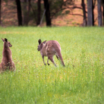 Special Consensus meets the 'roos in Australia