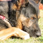 Pooch enjoying the scene with Travelin' McCourys at Cumberland Park (9/23/12) - photo by Woody Edwards