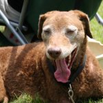 A contented dog at the 2013 Wayne Henderson Festival - photo by Andy Garrigue