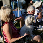 A happy Maltese enjoys the 2013 Wayne Henderson Festival - photo by Andy Garrigue