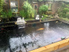 Koi pond at the home of Loek and Hanne Lommis in Spanbroek, Holland