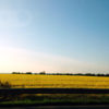 Canola flowers in bloom along the road to Utrecht