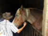Po' Ramblin' Boys meet some Belgian horse on a farm during their The Back To The Mountains Euro Tour 2016